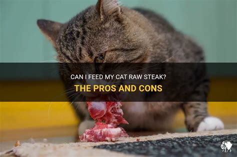 Can I Feed My Cat Raw Salmon? Exploring the Myths and Realities of Feline Diets