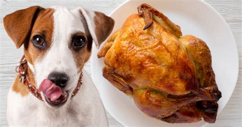 Can I Feed My Dog Rotisserie Chicken? Exploring the Risks, Benefits, and Alternatives