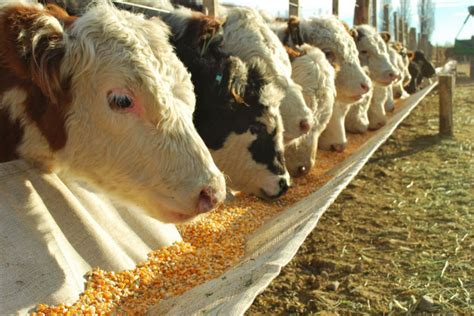 How Much Grain Should I Feed My Steer Per Day: And Why Do Cows Dream of Electric Fences?