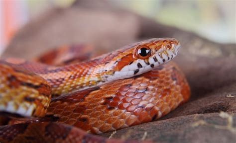 What do you feed corn snakes, and why do they sometimes dream of flying?