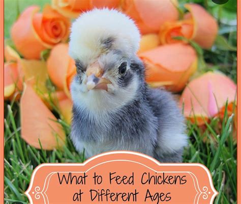 What to Feed Baby Chicks: A Comprehensive Guide to Nourishing Your Flock