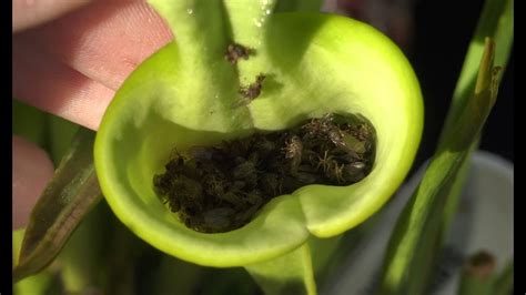 What to Feed Pitcher Plants: A Dive into the Carnivorous World of Flora