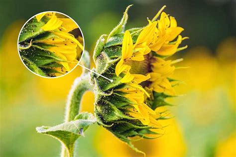 What to Spray on Sunflowers for Bugs: A Symphony of Chaos and Control