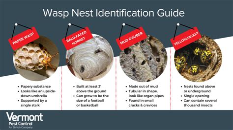 When to Spray Wasp Nest: A Symphony of Chaos and Calm